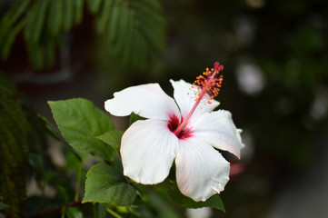 white and pink flower