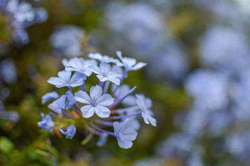 blue little flowers