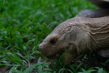 Giant tortoise Eat grass