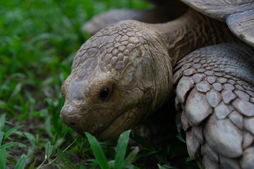 Giant tortoise Eat grass