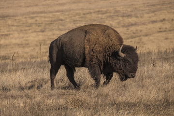 Bison at Rocky Mountain Arsenal
