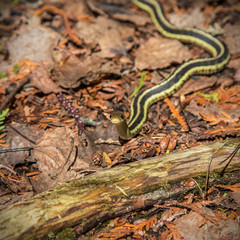 A common ribbon snake on a trail in Ontario, Canada