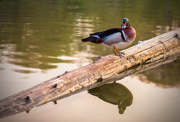 Male wood duck on a log over water