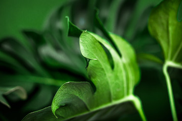 monster leaves on a green background