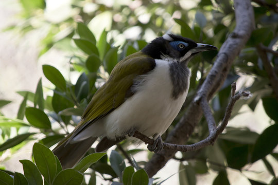 Black Chinned Honeyeater