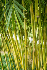 a bunch of brightly green bamboos in the forest