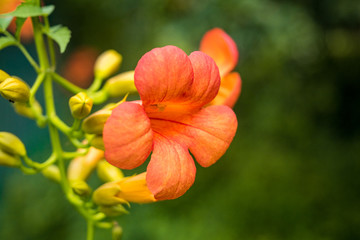 two orange flowers on the vein with green background