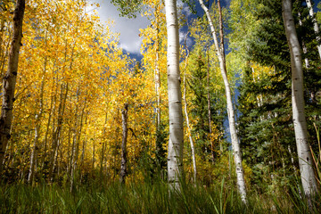 Fantastic fall foliage with gorgeous colors and a variety of trees types- birch, aspen, pine- on a cloudy day.