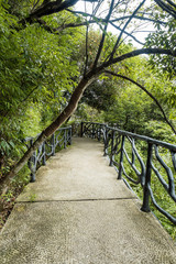 Obraz premium trees in the cliff stretch out to the walkway on the cliff walk on Mount Sanqing