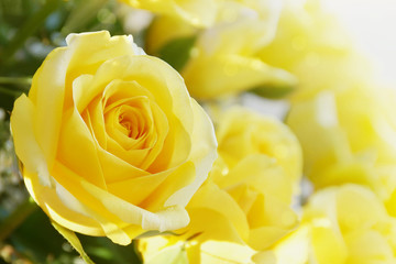 Closeup of Yellow Roses Bouquet
