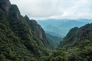 Obraz premium valley floor at mount sanqing covered in forest on a foggy day