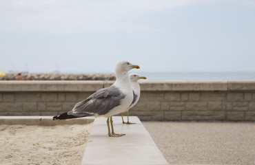 goéland