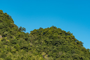 Obraz premium forest covered hill top under blue sky