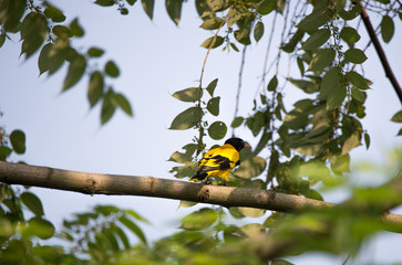 Black hooded Oriole
