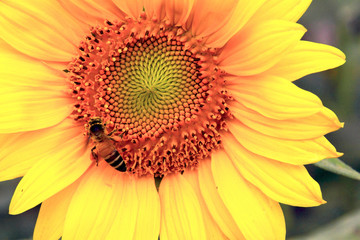 Sunflower and bee,Close-up,Macro,Selective focus