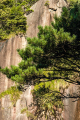 pine trees grow out of the rocks on the cliff face at mount sanqing geo park