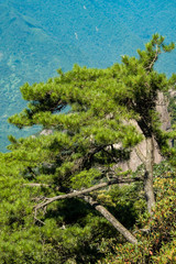 pine trees covered peak under the sun at mount sanqing