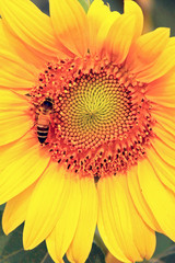 Sunflower and bee,Close-up,Macro,Selective focus