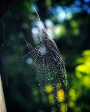 Tela de ara&ntilde;a