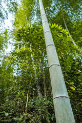 Fototapeta premium thick and tall bamboo trunk in the forest 
