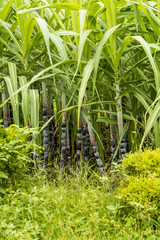 sugar cane field besides green grass field 