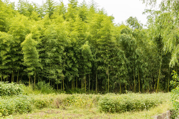 Obraz premium green bamboo forest at the end of open field