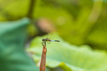 one dragonfly resting on the tip of lotus branch in the pond filled with lotus leaves