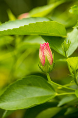 beautiful pink flower bud with bright green leaves backdrop