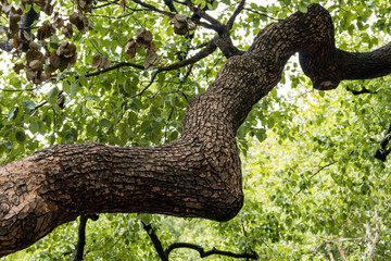 close up of a stretching thick branches under the green foliage
