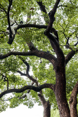 Fototapeta premium bunch of white pigeons resting on the branch of old tree under the green foliage