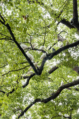 bunch of white pigeons resting on the branch of old tree under the green foliage