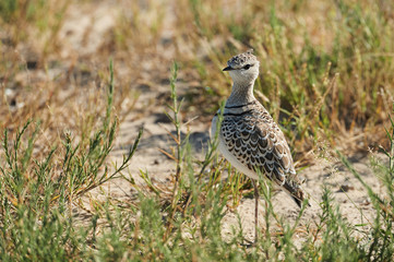 Two-banded courser, Rhinoptilus africanus. Agrican bird photogra