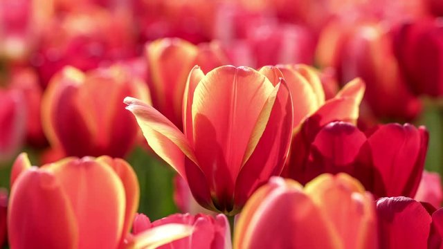 Close-up,blooming tulips flowers swaying gently in a weak wind.