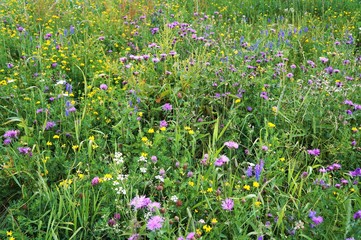 Blumenwiese