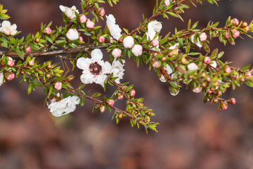 white tea tree flowers and buds with raindrops and blurred background