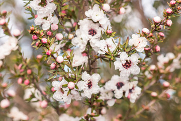 white tea tree flowers in bloom with blurred background