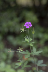 ゲンノショウコ