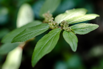 flower in the garden
