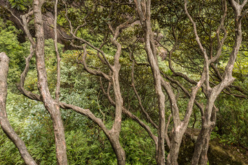 top view of curved branches from the trees on the cliff