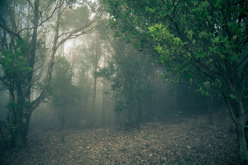 Foggy forest