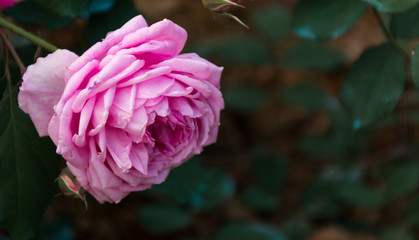 pink flower