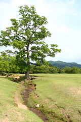 木がある風景01