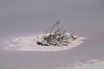 Chinocup Nature Reserve Western Australia, twigs encrusted in pink  salt lake