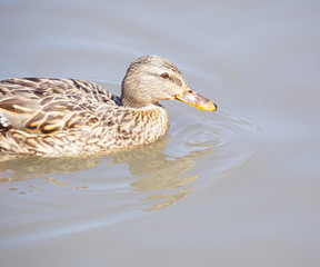 水面を泳ぐカモ