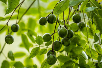 couple green fruits hanging on the tree in the shade