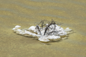 Chinocup Nature Reserve Western Australia, encrusted twig in shallow salt lake