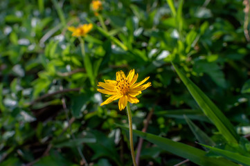 Sphagneticola trilobata or Wedelia Beautiful