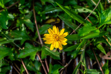 Sphagneticola trilobata or Wedelia Beautiful