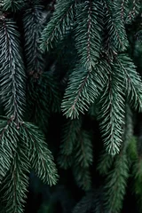 Papier Peint photo Arbres Fond de Noël avec un beau brunch de pin vert se bouchent. Copiez l& 39 espace..