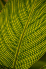 detailed texture of green leaf surface